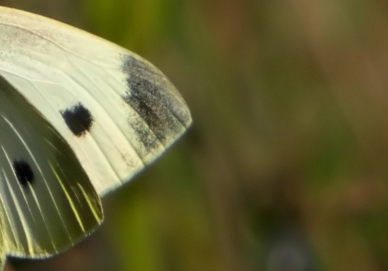 Pieris mannii??? - Pieris rapae